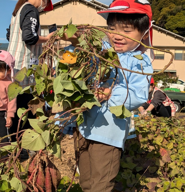 さつまいも掘りを楽しむ保育園児