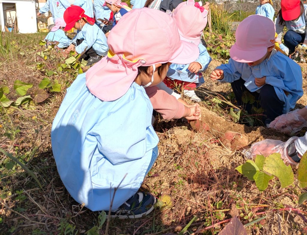 さつまいも掘りを楽しむ1歳のこどもたち