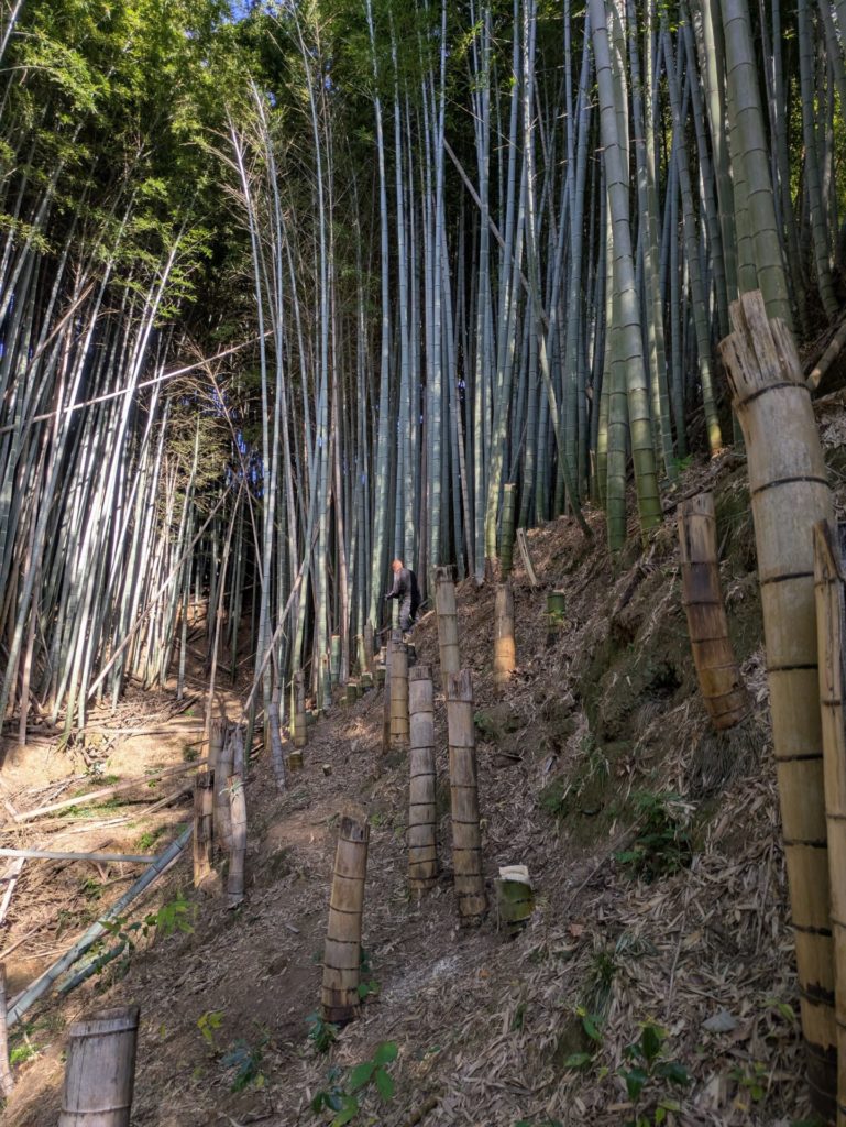 観音山の放置竹林。竹が生え放題になっています。
